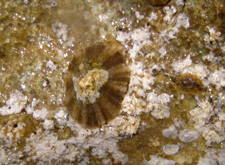 Patella caerulea e Patella ulyssiponensis